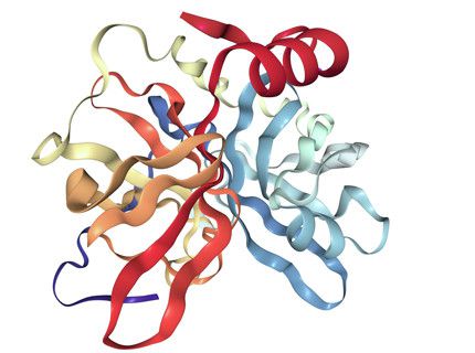 Protease